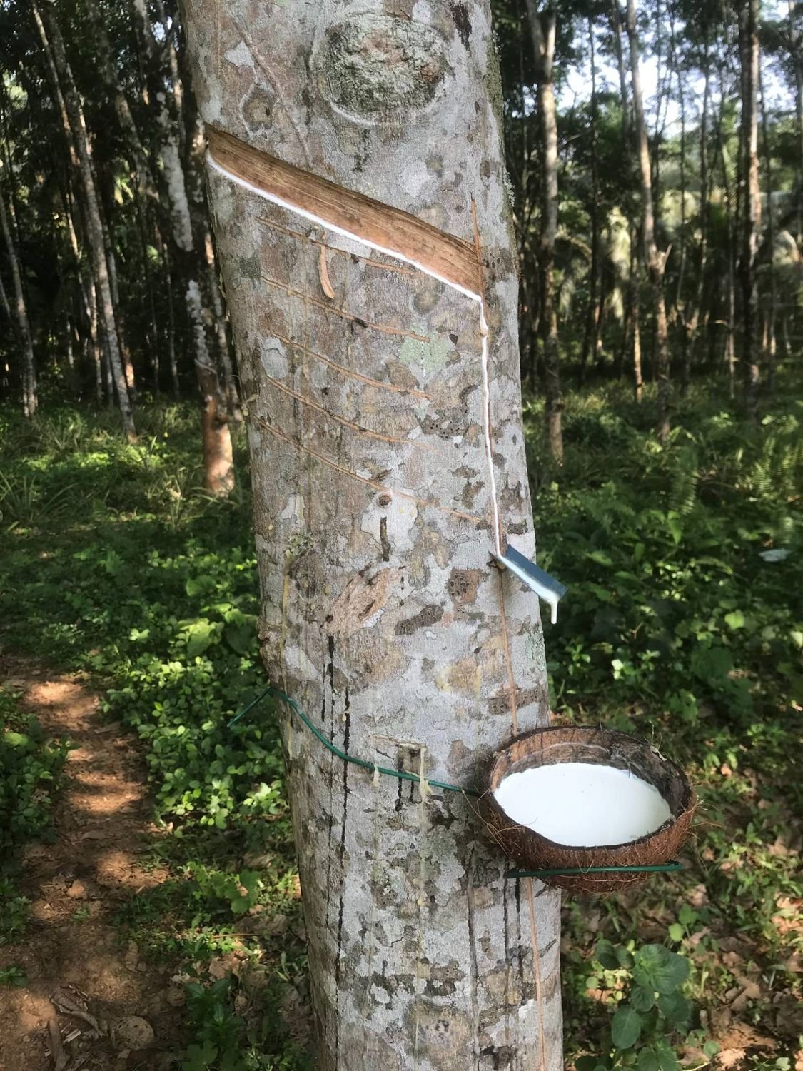 Latex flowing from a tapped rubber tree into a cup